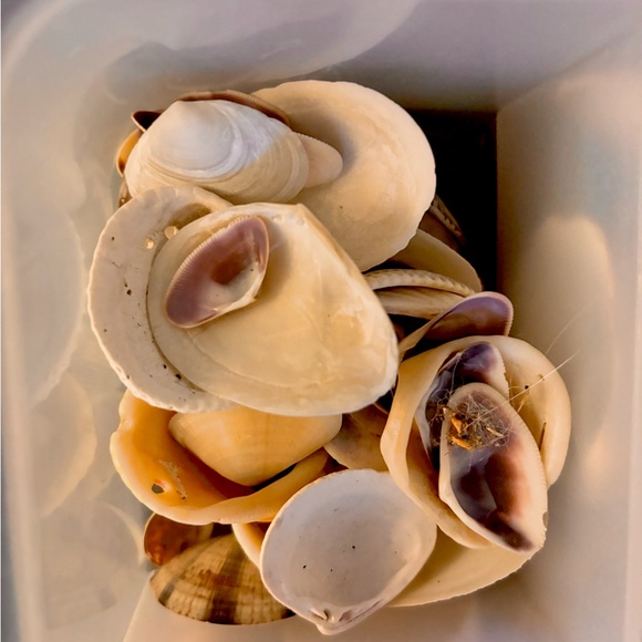 Large lot of bivalve seashells - Picture 4 of 6